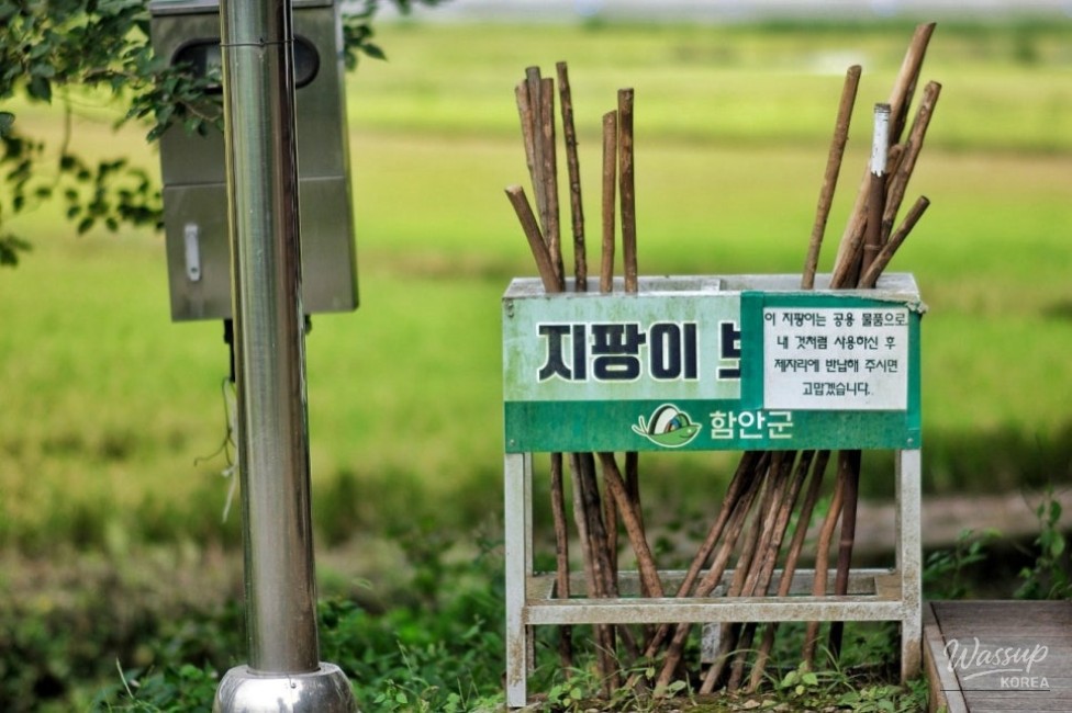 Exploring the Baegisan Pine Forest Trail in Ham-an_05