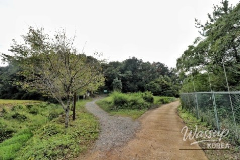 Exploring the Baegisan Pine Forest Trail in Ham-an_03