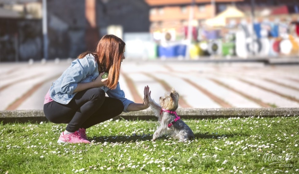 Seoul Animal Happiness Week: A Celebration of Pets and Culture_06