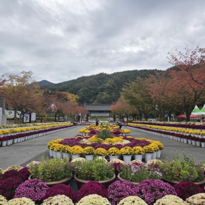 Visit to the 19th Gochang Incident Memorial Park Chrysanthemum Exhibition