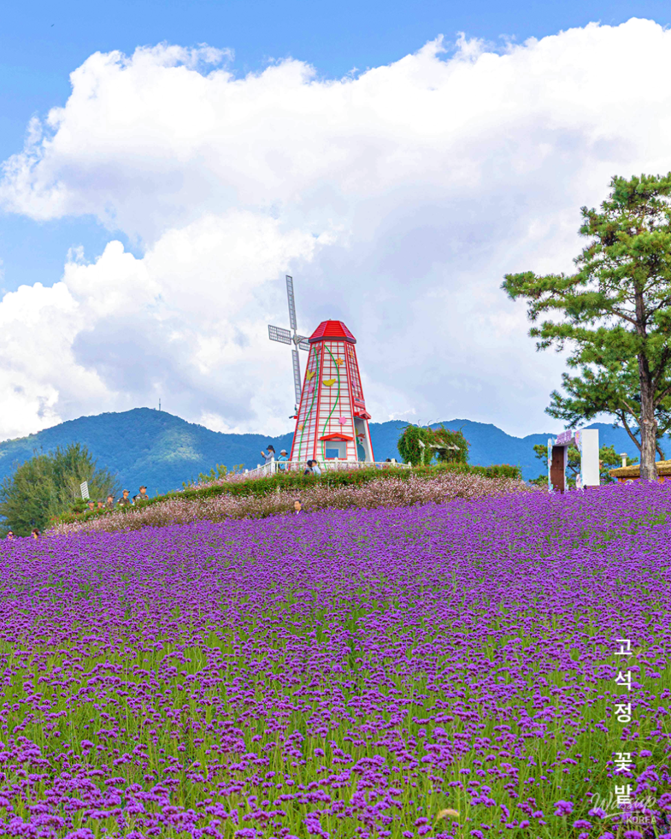 Explore the Autumn Beauty of Goseokjeong Flower Fields in Cheorwon_02