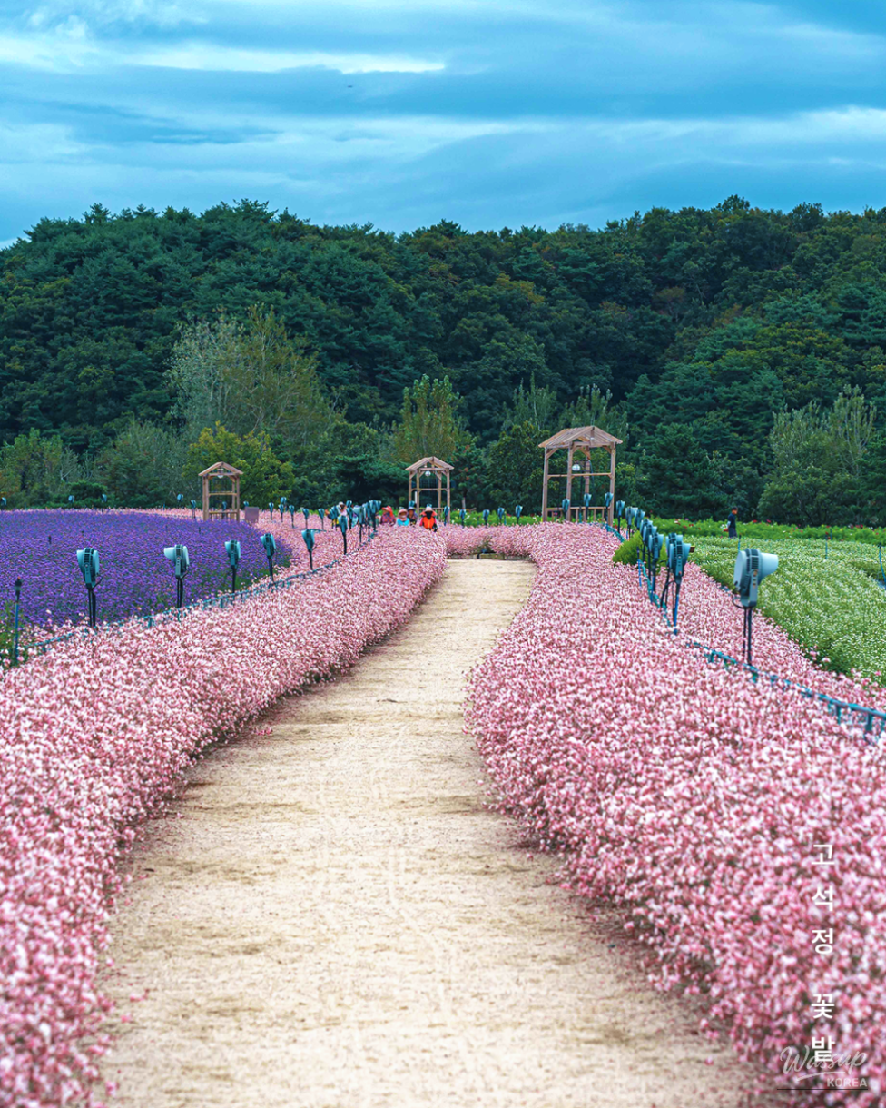 Explore the Autumn Beauty of Goseokjeong Flower Fields in Cheorwon_04