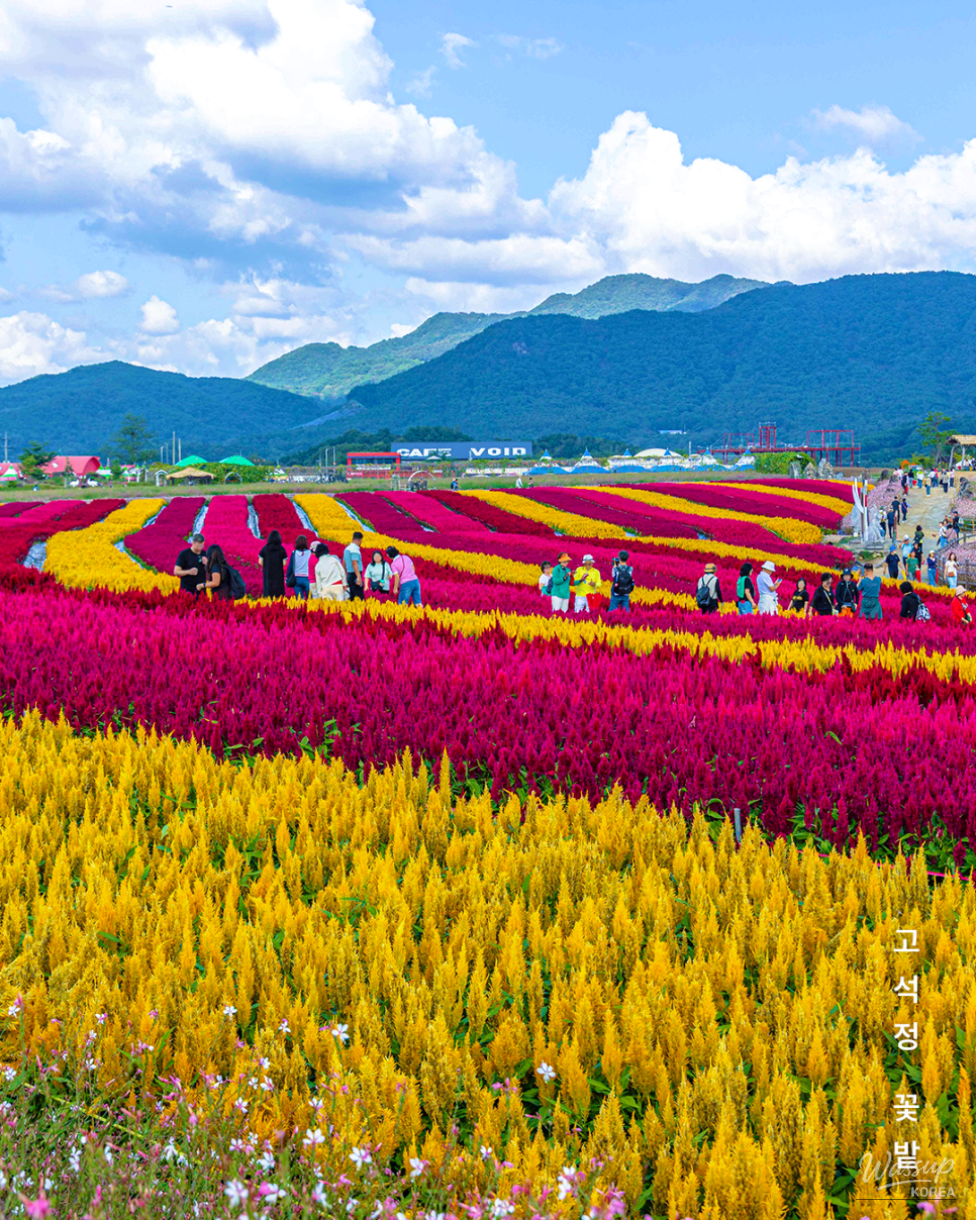 Explore the Autumn Beauty of Goseokjeong Flower Fields in Cheorwon_03