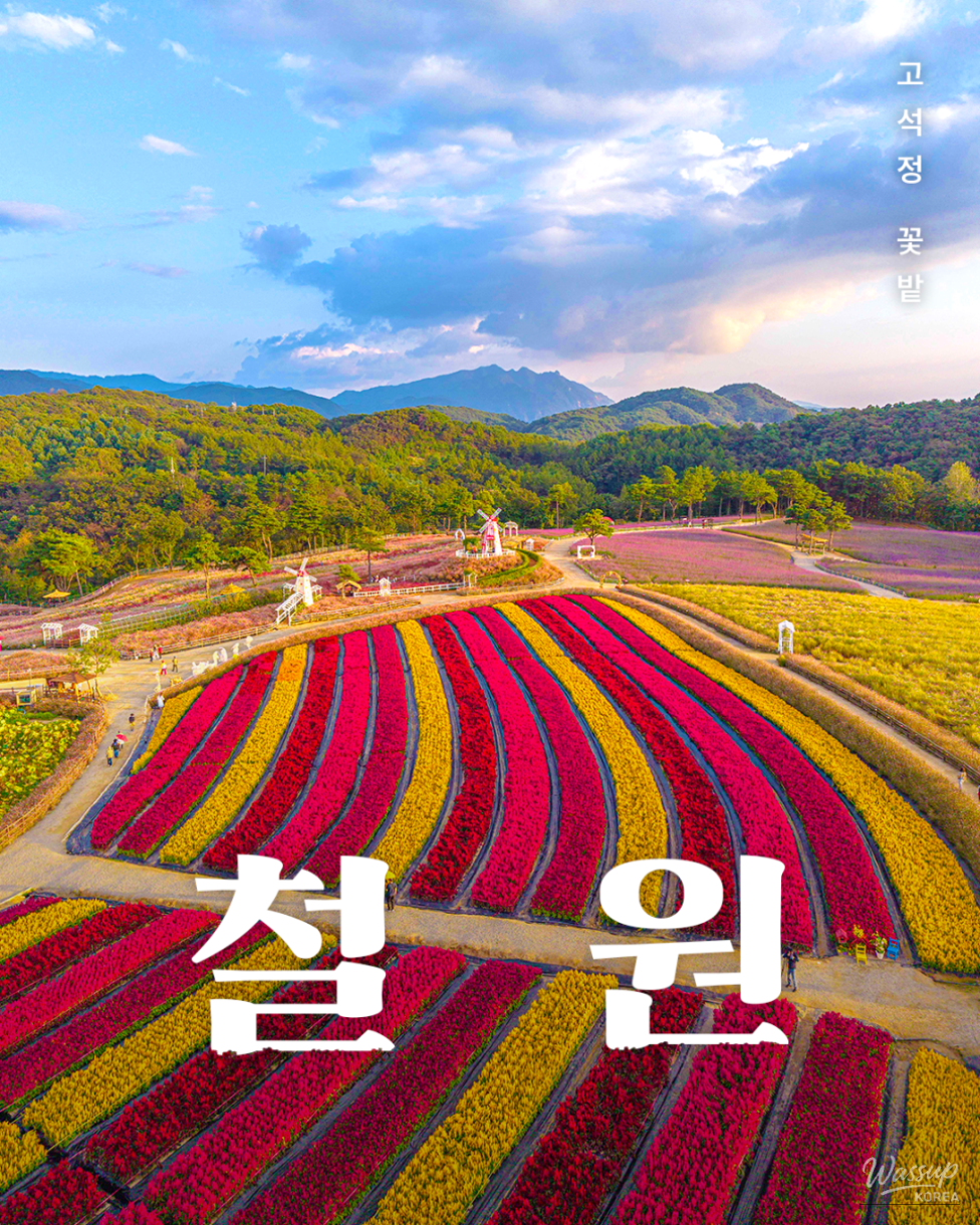 Explore the Autumn Beauty of Goseokjeong Flower Fields in Cheorwon_01
