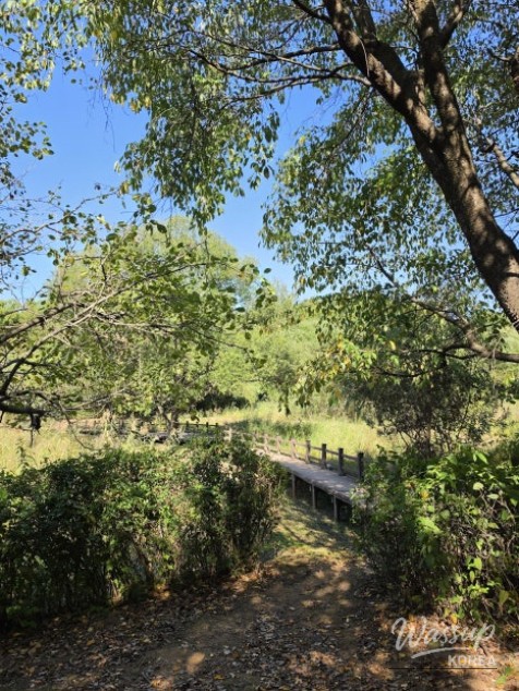 Autumn Barefoot Walk at Goyang's Angok Wetland Park_02