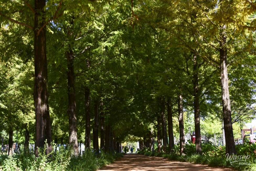 A Tranquil Escape in the Heart of the City_07