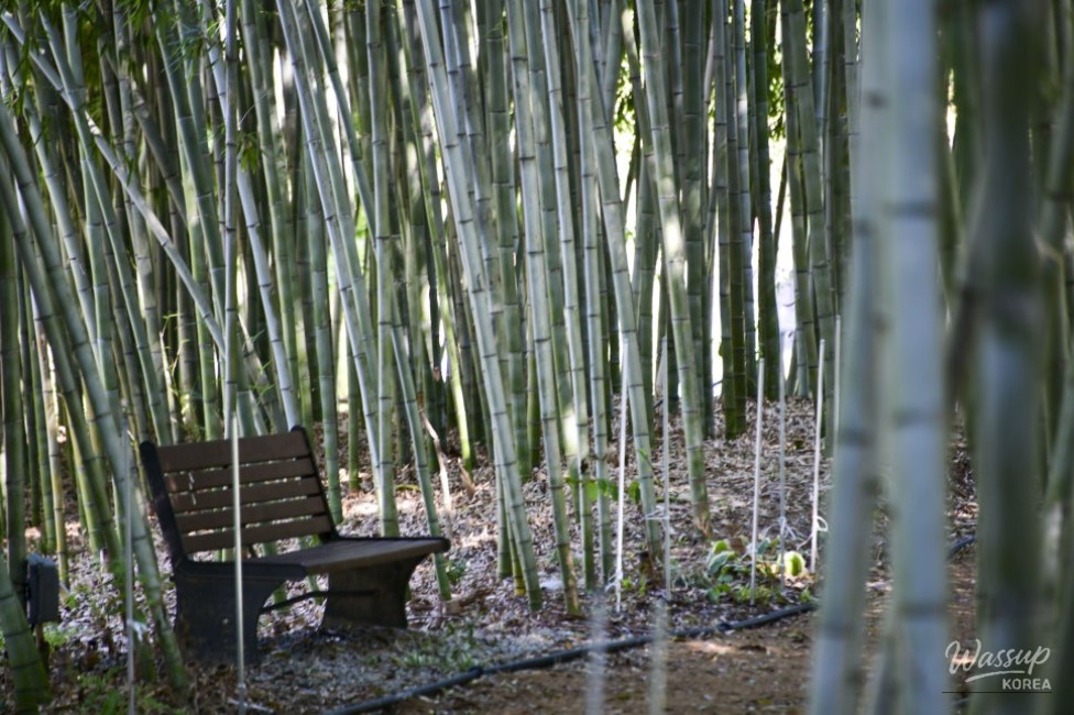 A Tranquil Escape in the Heart of the City_19
