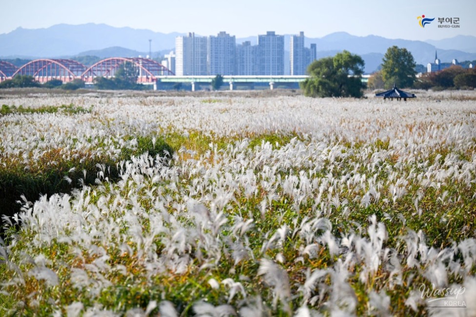 Autumn Walks at Buyeo Narae Park_02