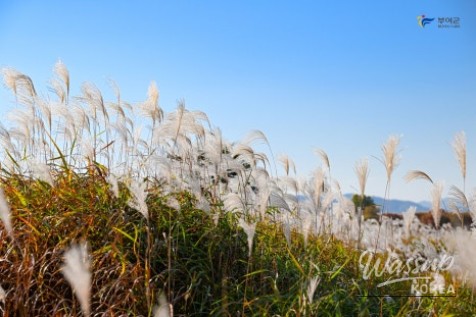 Autumn Walks at Buyeo Narae Park_04