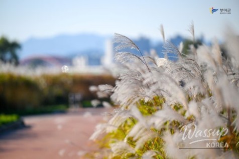 Autumn Walks at Buyeo Narae Park_05