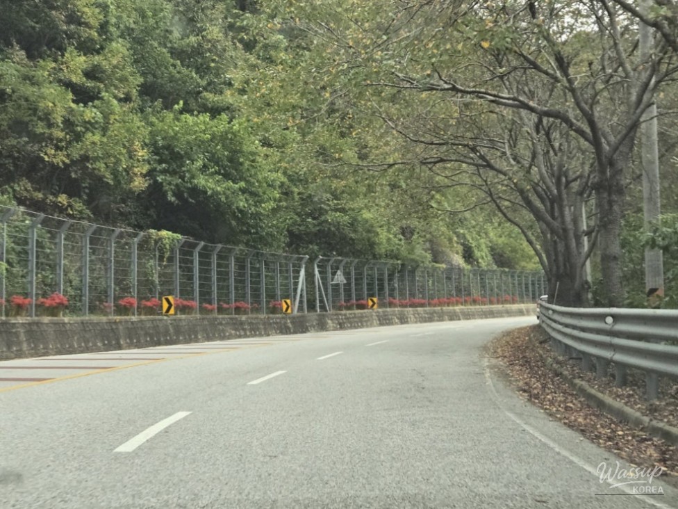 A Scenic Drive and Walk at Okjeongho Lake_02