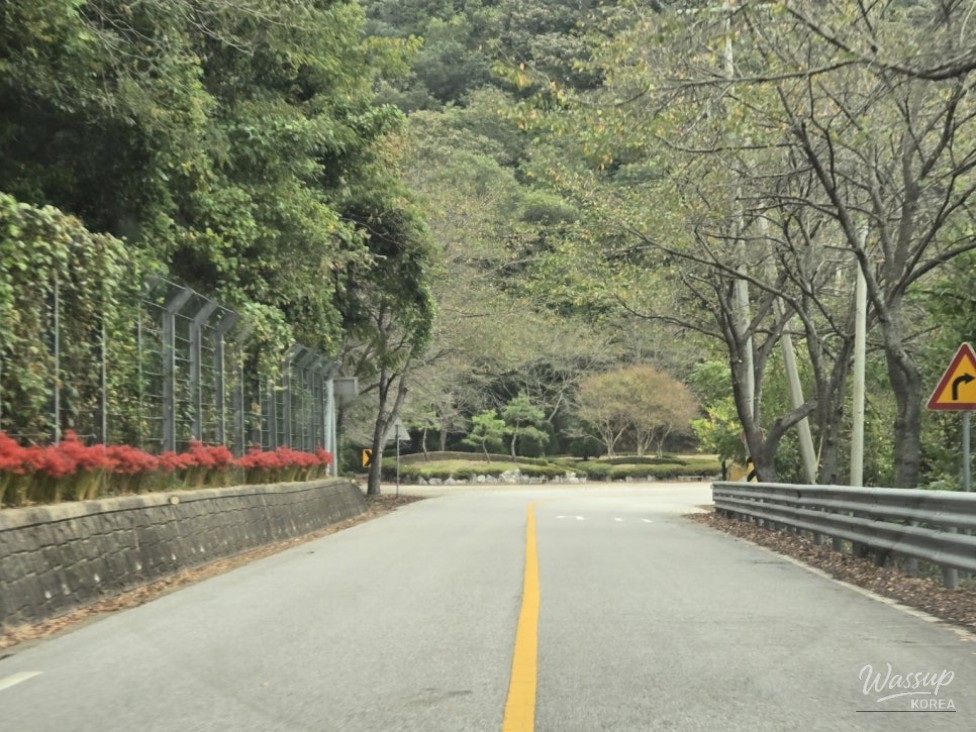 A Scenic Drive and Walk at Okjeongho Lake_03