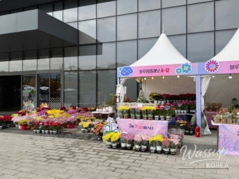 2026 Goyang Flower Aroma Festa: A Celebration of Autumn Blooms_05