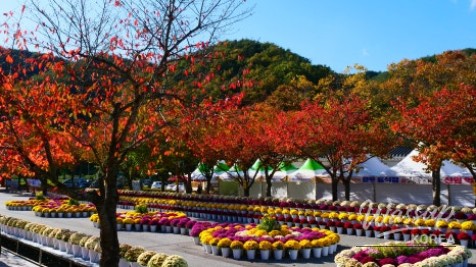 Chrysanthemum Festival at the Gochang Incident Memorial Park_01