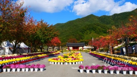 Chrysanthemum Festival at the Gochang Incident Memorial Park_02