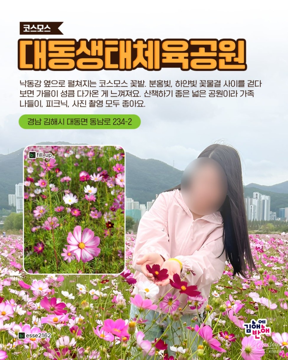 Autumn Flower Spots in Gimhae_02