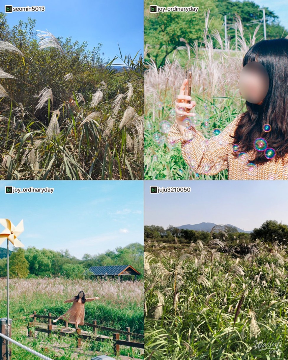 Autumn Flower Spots in Gimhae_07