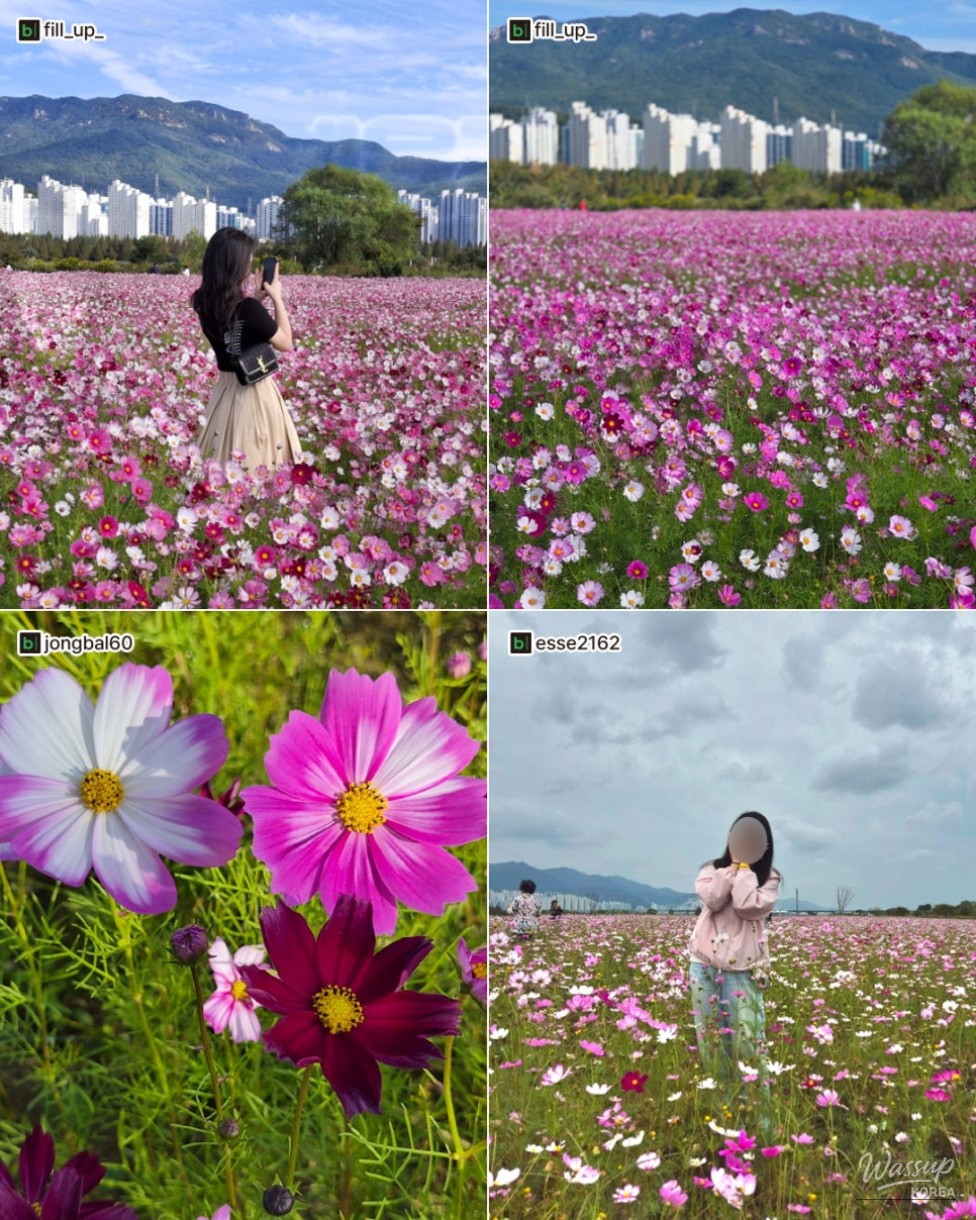 Autumn Flower Spots in Gimhae_03