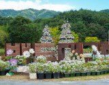 Exploring the Beauty of the National Baekdu-daegan Arboretum in Autumn