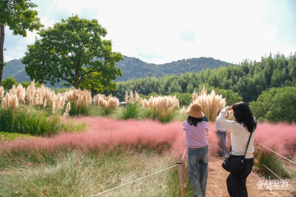Autumn Blooms at Taehwa River National Garden_21