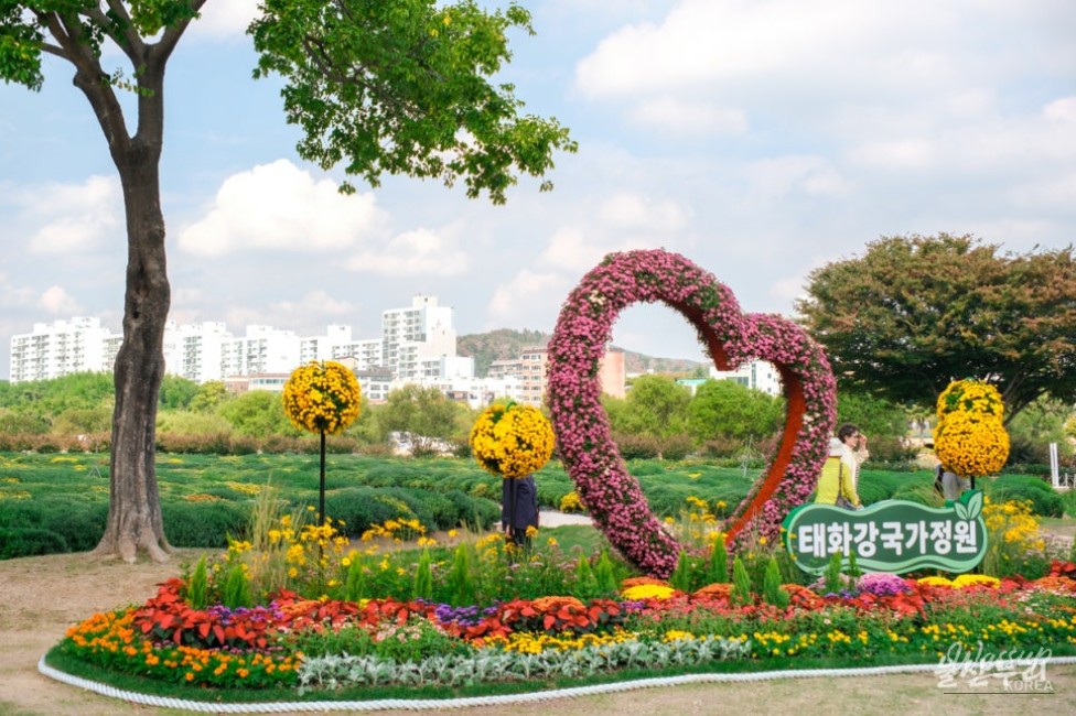 Autumn Blooms at Taehwa River National Garden_02