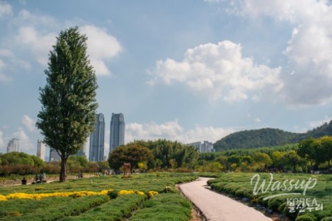 Autumn Blooms at Taehwa River National Garden_14
