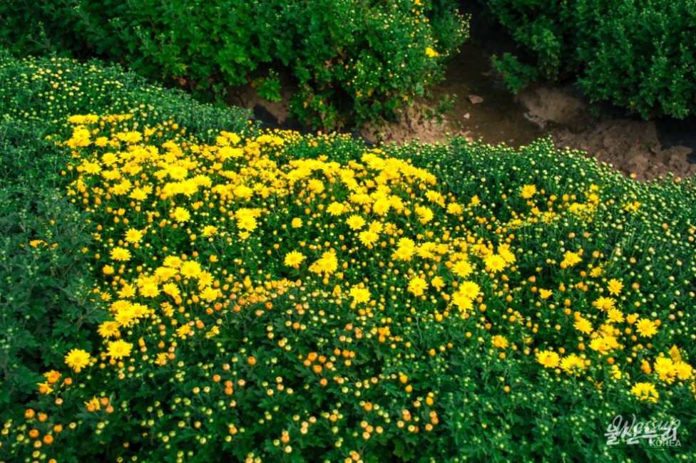 Autumn Blooms at Taehwa River National Garden_16