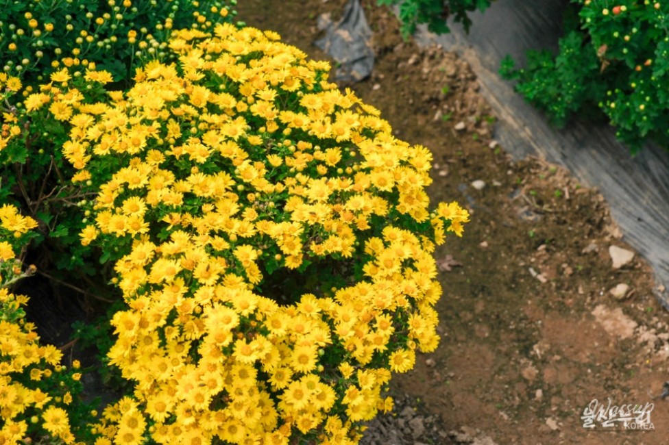 Autumn Blooms at Taehwa River National Garden_15