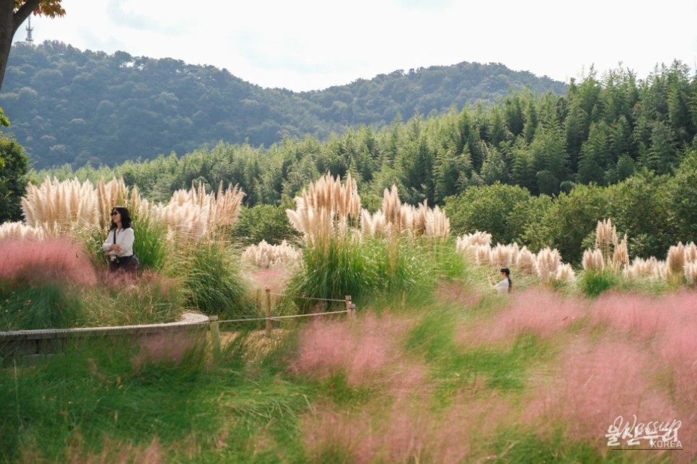 Autumn Blooms at Taehwa River National Garden_18