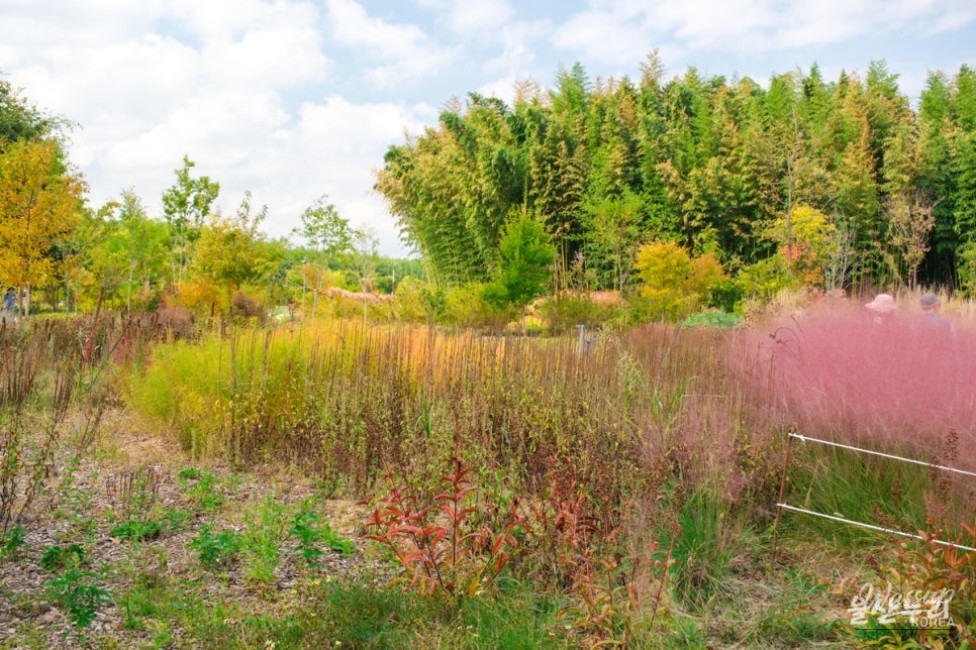 Autumn Blooms at Taehwa River National Garden_07