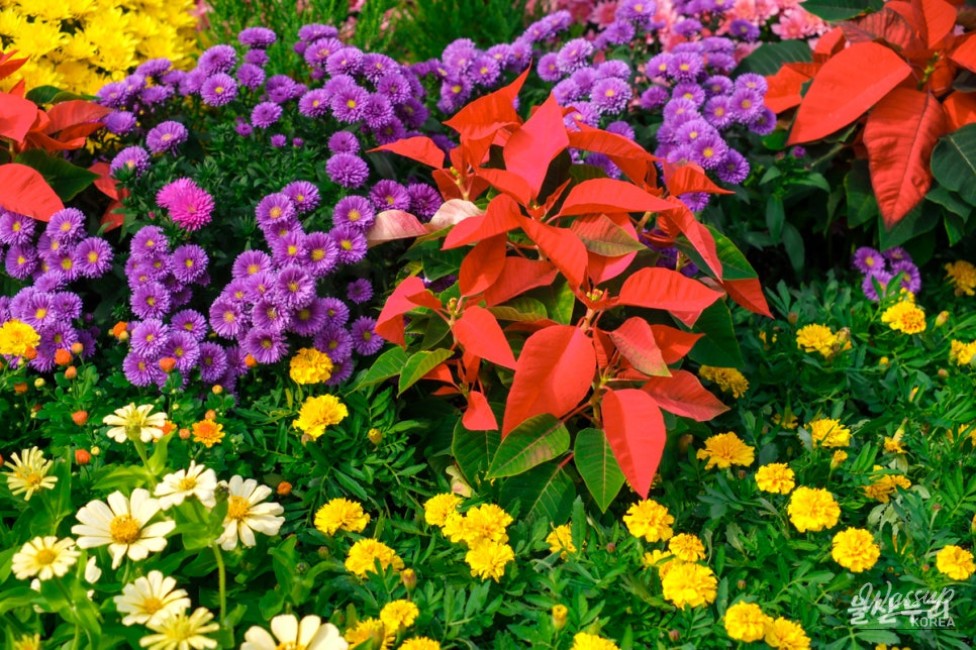 Autumn Blooms at Taehwa River National Garden_08