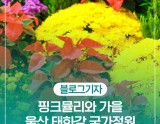 Autumn Blooms at Taehwa River National Garden
