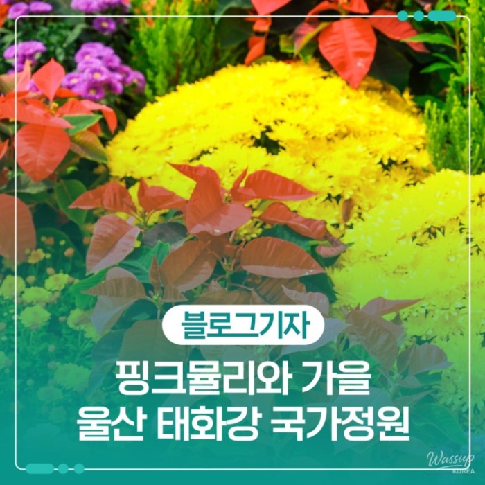 Autumn Blooms at Taehwa River National Garden