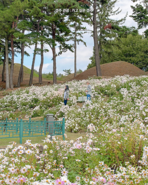 Autumn Blooms at Gyeongju's Seoak-dong Three-Story Stone Pagoda_08