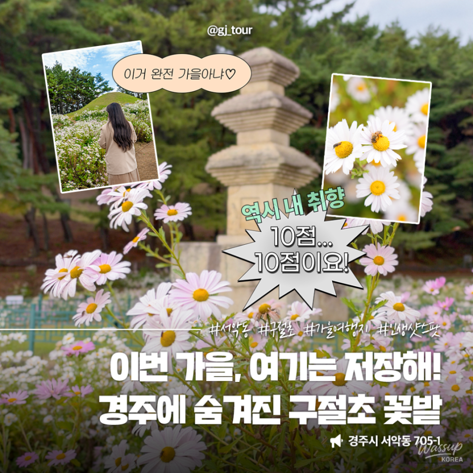 Autumn Blooms at Gyeongju's Seoak-dong Three-Story Stone Pagoda_12