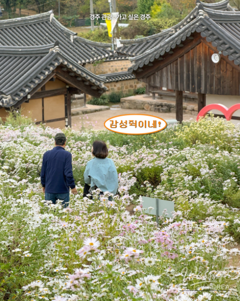 Autumn Blooms at Gyeongju's Seoak-dong Three-Story Stone Pagoda_06