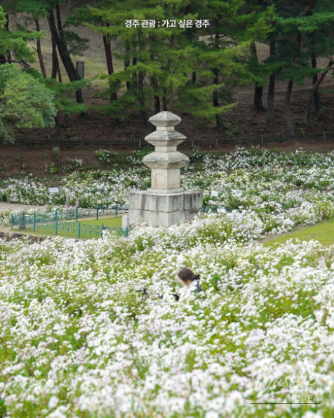 Autumn Blooms at Gyeongju's Seoak-dong Three-Story Stone Pagoda_05