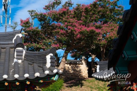 The Beauty of Summer: Baekilhong at Jeongeup Seohyeonsa_05
