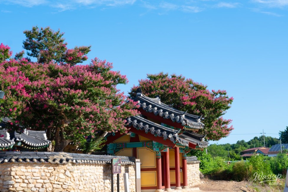 The Beauty of Summer: Baekilhong at Jeongeup Seohyeonsa_02