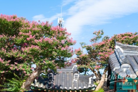 The Beauty of Summer: Baekilhong at Jeongeup Seohyeonsa_04