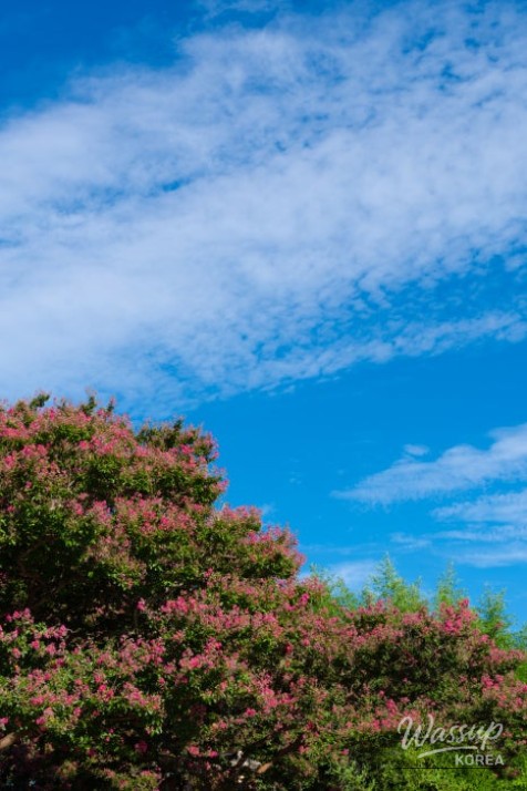The Beauty of Summer: Baekilhong at Jeongeup Seohyeonsa_03