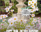 Autumn Blooms at Gyeongju's Seoak-dong Three-Story Stone Pagoda