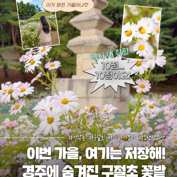 Autumn Blooms at Gyeongju's Seoak-dong Three-Story Stone Pagoda