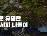 The Beauty of Summer: Baekilhong at Jeongeup Seohyeonsa