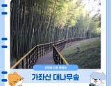 Explore the Bamboo Forest Trail in Jinju