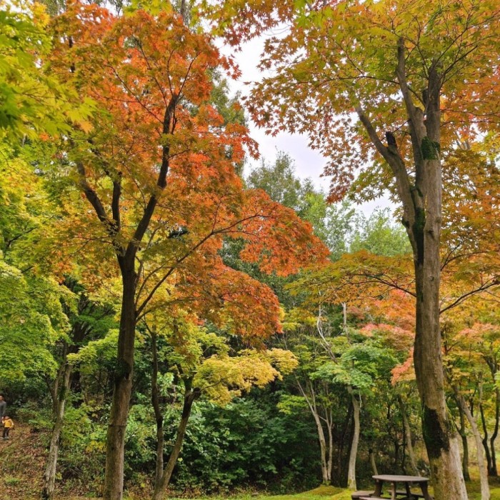 Exploring the Autumn Colors of Wonsusan in Sejong
