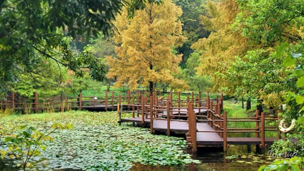 Exploring the Autumn Beauty of Gyeongsangnam-do Arboretum_05