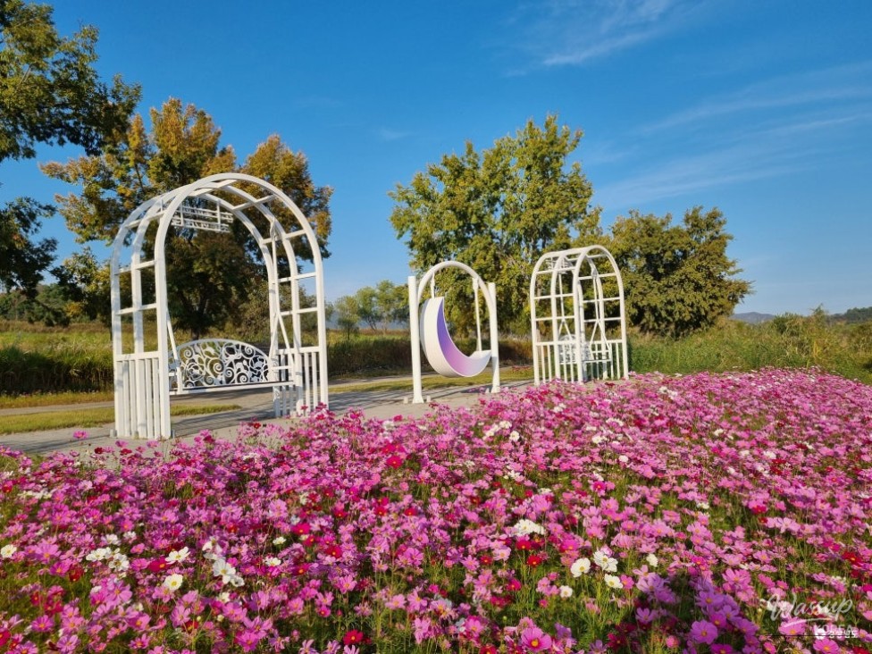 Autumn Walks Along the Cosmos Path and Banwol Wetland in Miryang_03
