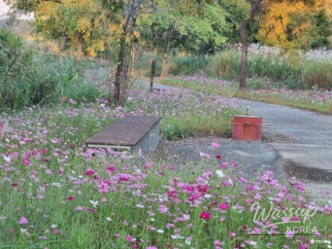 Autumn Walks Along the Cosmos Path and Banwol Wetland in Miryang_04