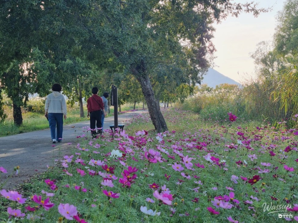 Autumn Walks Along the Cosmos Path and Banwol Wetland in Miryang_02
